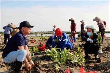 Mangrove plantation